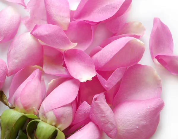 Blütenblätter von rosa Rosen — Stockfoto
