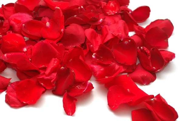 Pétalas de rosas vermelhas sobre fundo branco — Fotografia de Stock