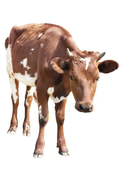 白で隔離される牛子牛 — ストック写真