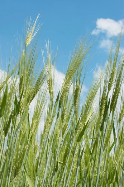 Orejas de trigo contra el cielo azul de primavera — Foto de Stock