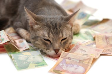 Grey striped cat sleeping on money banknotes clipart