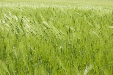 Yeşil buğday. arka plan olarak kullanılabilir