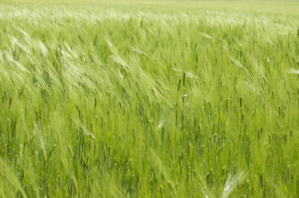 绿色小麦。可以用作背景 — 图库照片