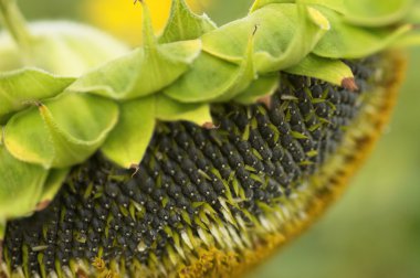 Ripe sunflower. Head with seeds. clipart