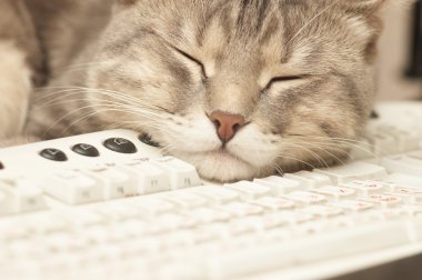 Duraklatma iş yerinde: klavye üzerinde uyuyan kedi