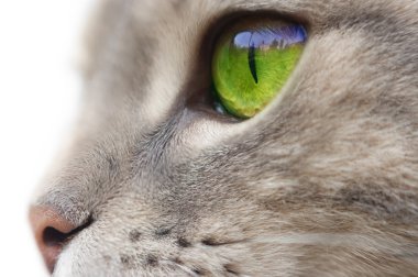 Portrait of green-eyed cat clipart