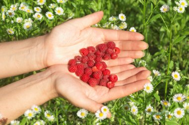 Raspberry on heart shape on woman hand against daisy background clipart