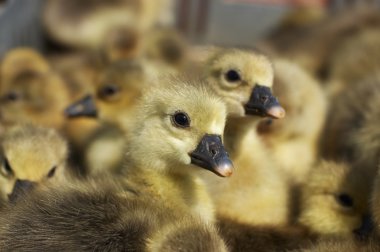 Kameraya bakarak küçük yenidoğan gosling