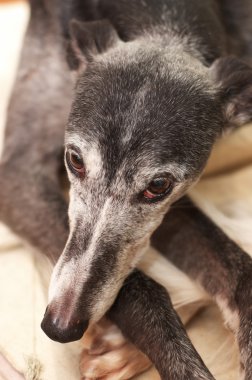 Portrait of old rescued greyhound clipart