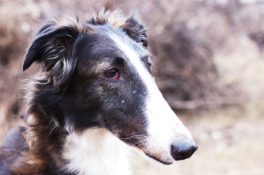 Rus wolfhound - borzoi