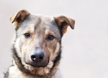 gri saçlı morgel köpeğin portresi