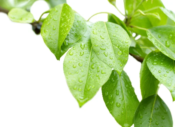 stock image Droplets on young green leaves