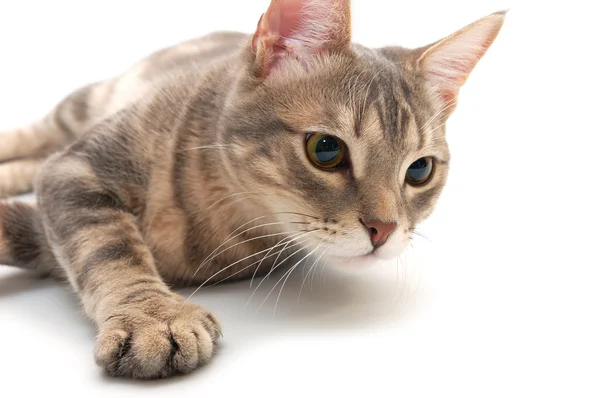 Cat with very concerned look — Stock Photo, Image