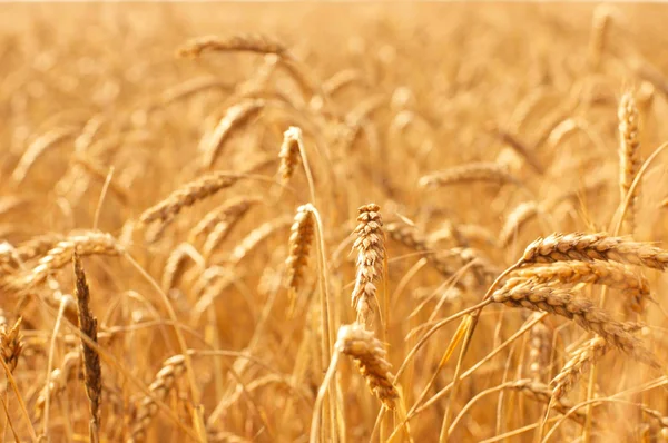 Ears against ripening wheat field — Stock Photo, Image