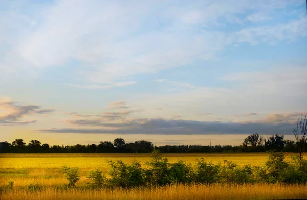 Magic Daybreak Yellow Wheat Field — Stock Photo, Image