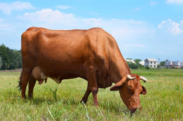 Cow at farmland eating fresh grass — Stock Photo, Image