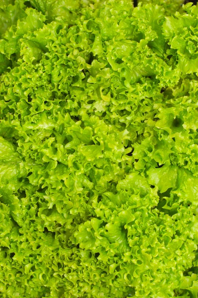 Lettuce Bed Vegetable Garden — Stock Photo, Image