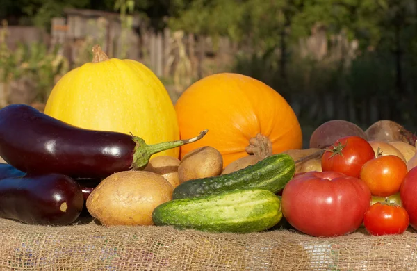 Harvest: tuoreita vihanneksia puutarhasta — kuvapankkivalokuva
