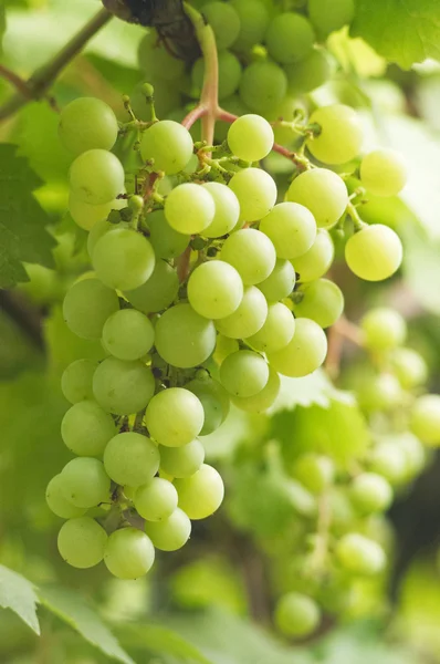 stock image Bunch of white grapes