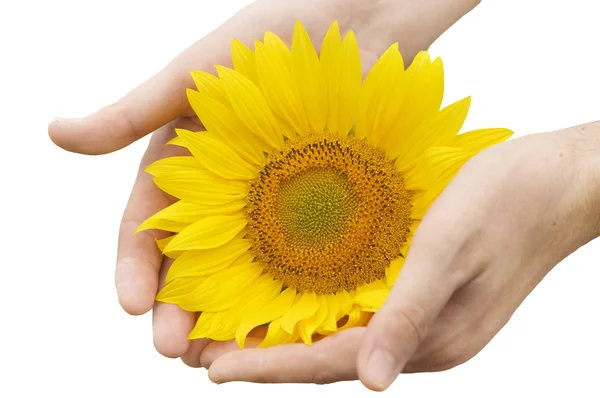 Man Hands Sunflower Isolated White — Stock Photo, Image