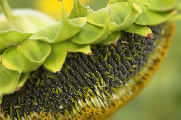 Ripe sunflower. Head with seeds.