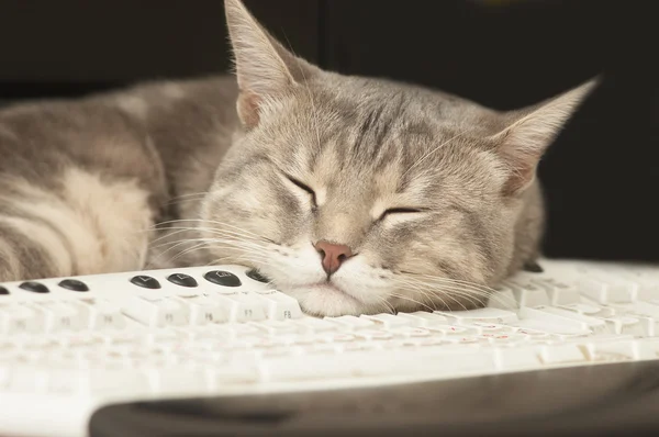 Пауза Работе Кошка Спит Клавиатуре — стоковое фото