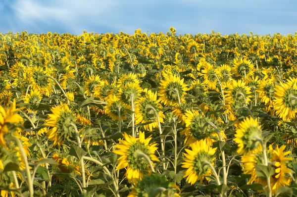Back of sunflowers field — Stock Photo, Image