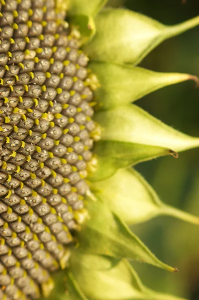Семена подсолнуха в цветочной голове — стоковое фото