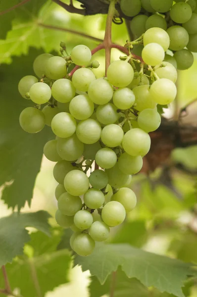 stock image Bunch of grapes