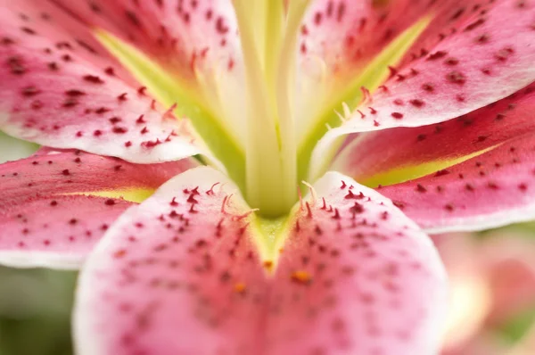 Close Lily — Stock Photo, Image