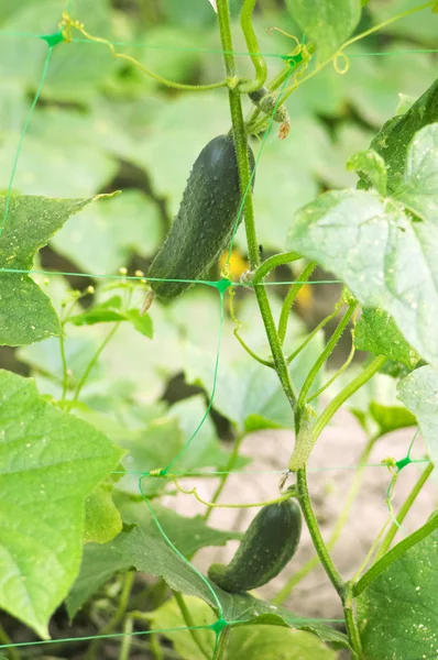 stock image Gardening: fresh ripe cucumbers grows on netting