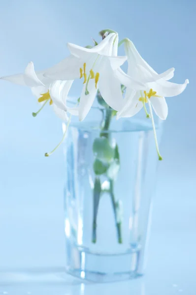 Three White Lilies Glass Blue Background — Stock Photo, Image