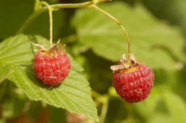 stock image Two red riped berries on rastberry bush