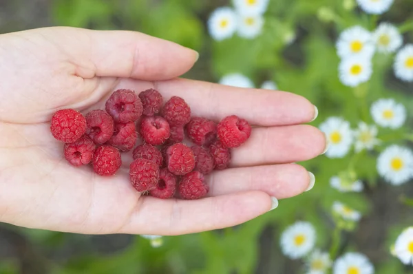 Raspberry on woman hand against camomiles background — Stock Photo, Image