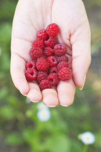 Raspberry on woman hand against camomiles background — Stock Photo, Image
