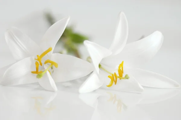 White lily. Two flowers on glossy white background — Stock Photo, Image