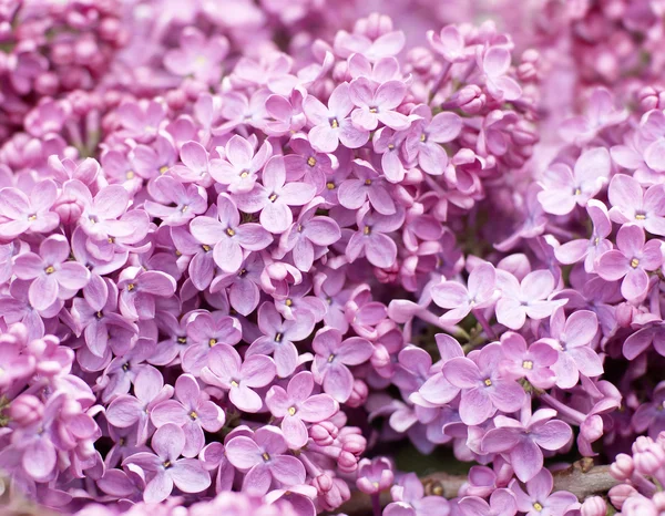 stock image Lilac (Syringa vulgaris)