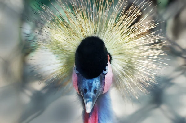 Southern Crowned Crane Native East Africa Balearica Pavonina — Stock Photo, Image