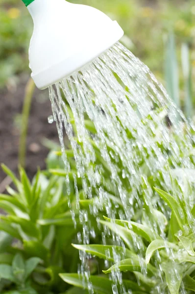 Flowing from watering can — Stock Photo, Image