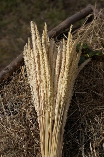 Bunch Wheat Ears — Stock Photo, Image
