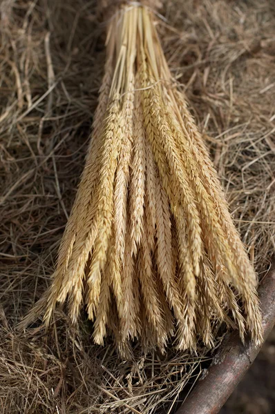 Ramo de espigas de trigo —  Fotos de Stock