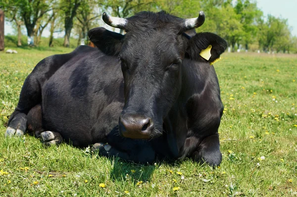Black cow lying on green meadow — Stock Photo, Image