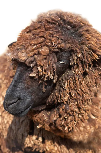 黒カラクール羊 — ストック写真