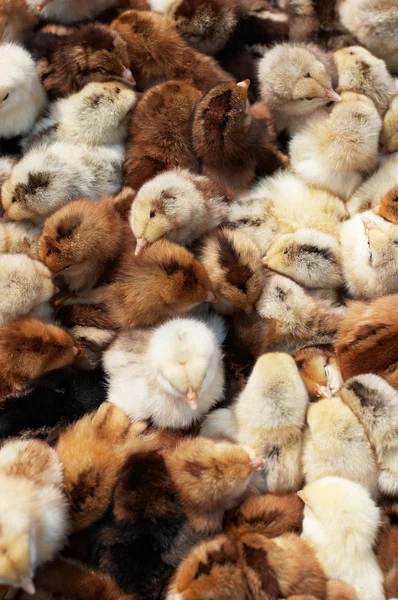 Monet värilliset vastasyntyneet kanat — kuvapankkivalokuva