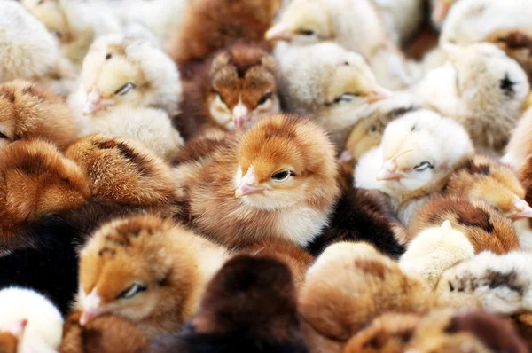 Många Färgade Nyfödda Kycklingar — Stockfoto