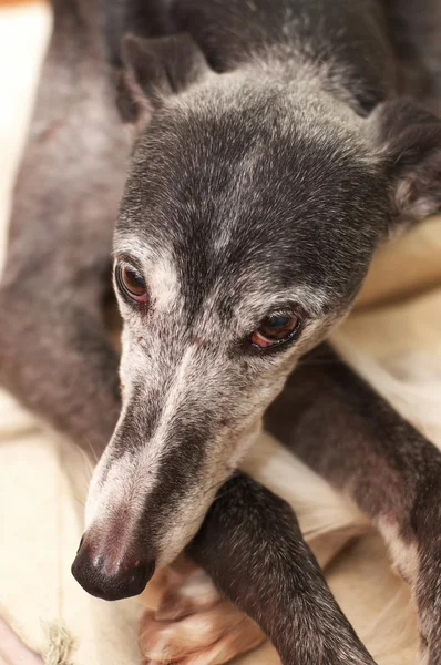 Portrait of old rescued greyhound — Stock Photo, Image