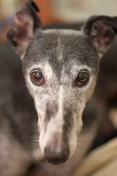 Portret Van Oude Grijs Haired Geredde Greyhound — Stockfoto