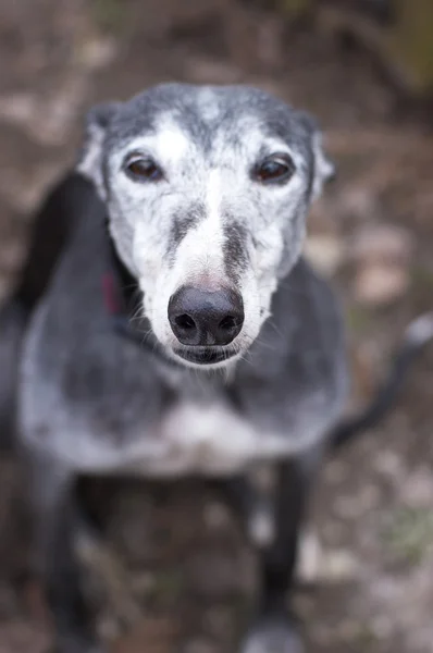 Portret Gered Van Oude Grijs Haired Greyhound Buitenshuis — Stockfoto