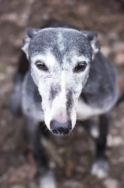 肖像的旧救出灰色头发灰狗 户外活动 — 图库照片