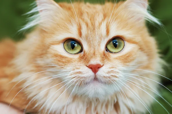Rote Katze mit großen grünen Augen — Stockfoto